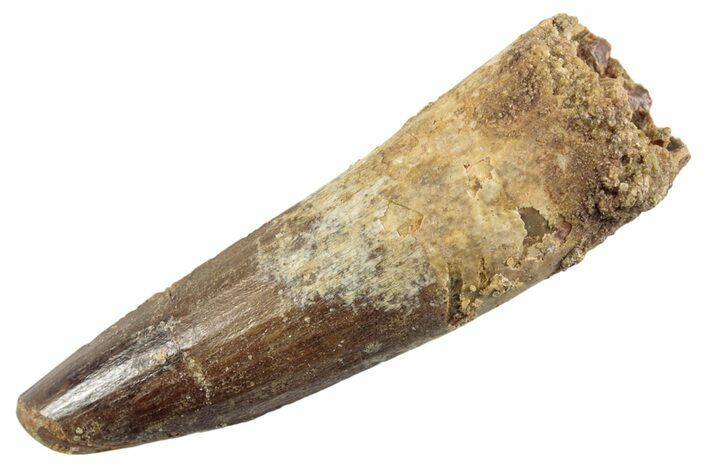 Fossil Spinosaurus Tooth - Real Dinosaur Tooth #360198